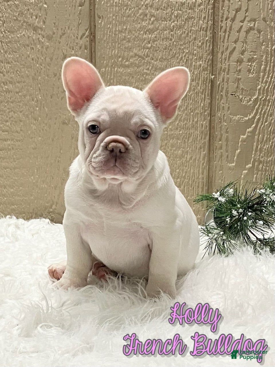 French Bulldog dogs Holly - Ad 21