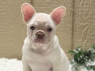 French Bulldog dogs Holly - Ad 21