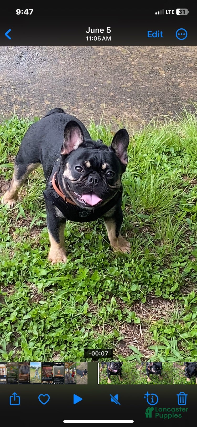 French Bulldog dogs for stud: Smokey - Ad 1