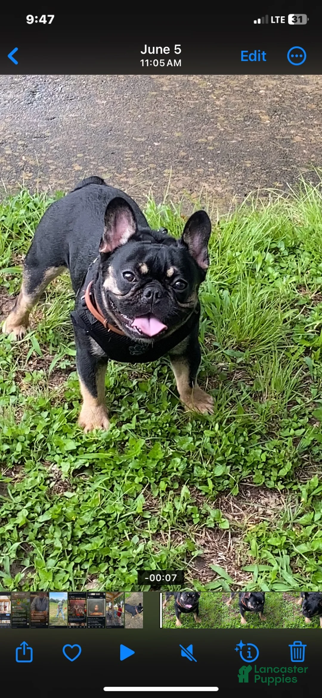 French Bulldog dogs for stud: Smokey - Ad 1