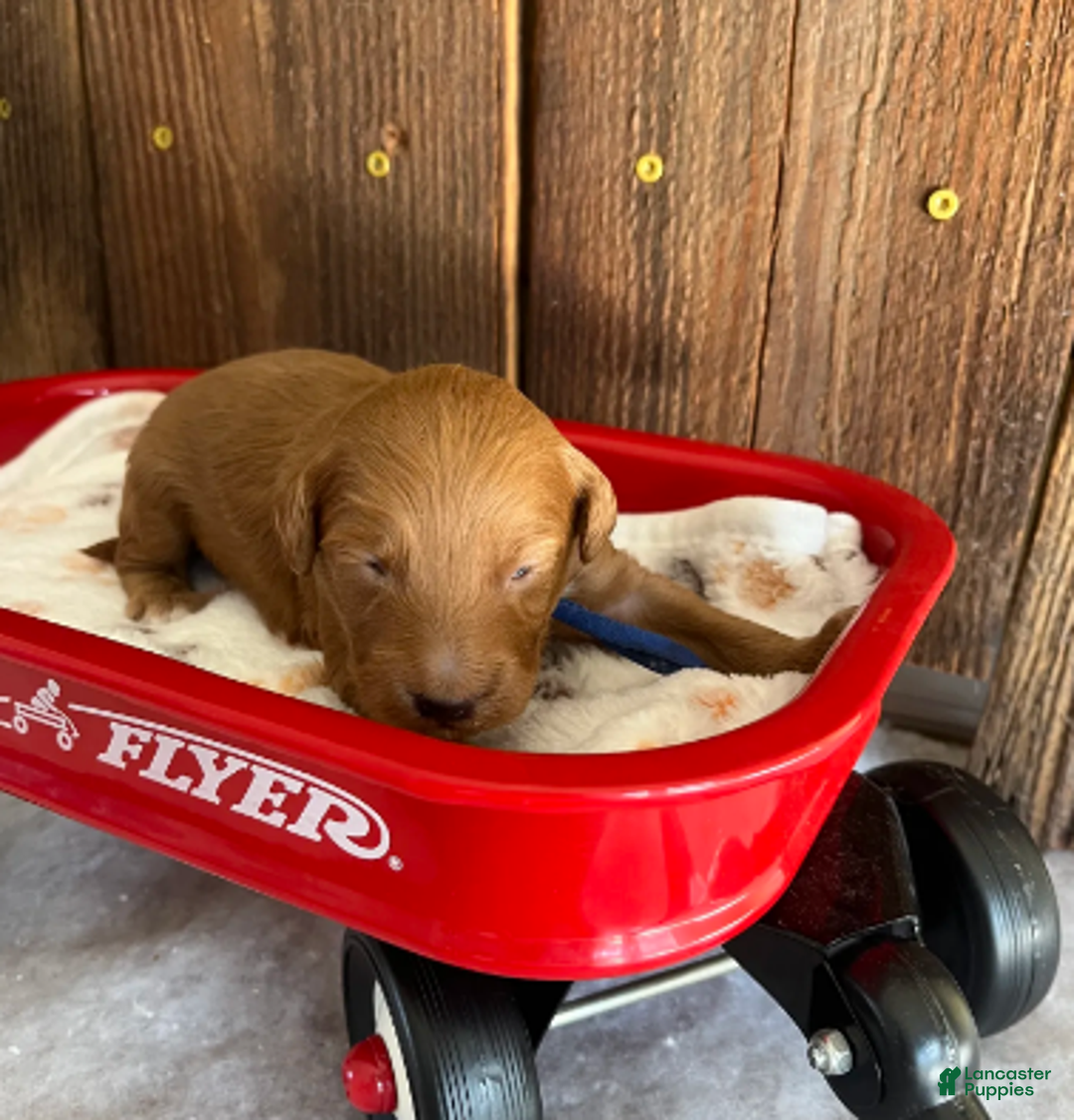 Mini Goldendoodle dogs for sale: Flapjack - Ad 2