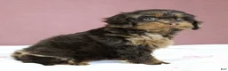 Cockapoo dogs for sale: Magdalena 🍓 - Ad 7