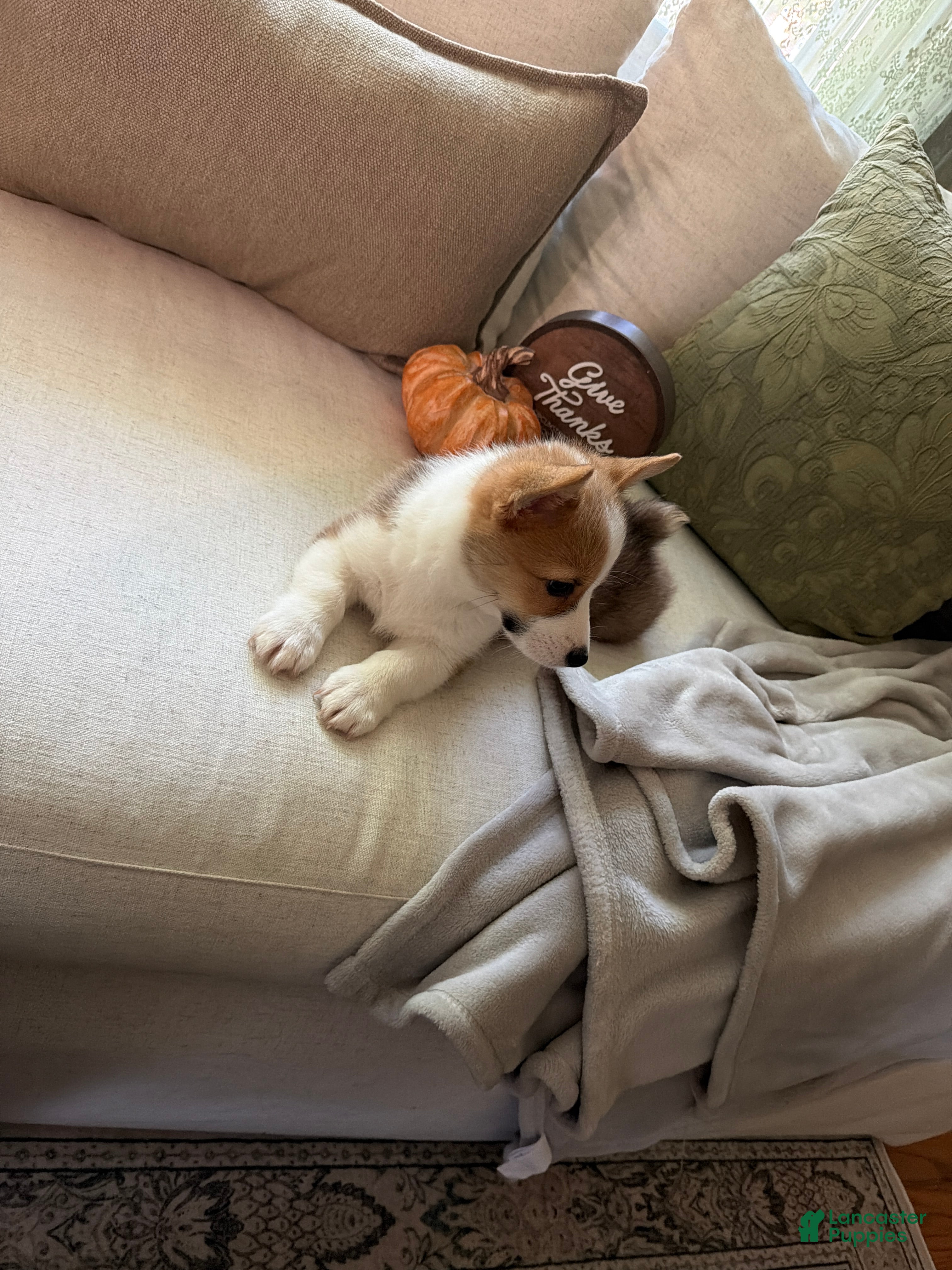 Welsh Corgi Pembroke dogs Welsh Corgi Pembroke 1 - Ad 2