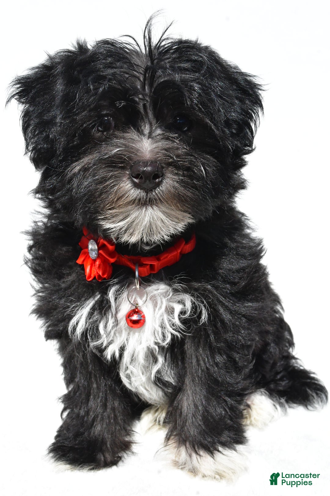 Morkie dogs for sale: Suzi - Ad 5