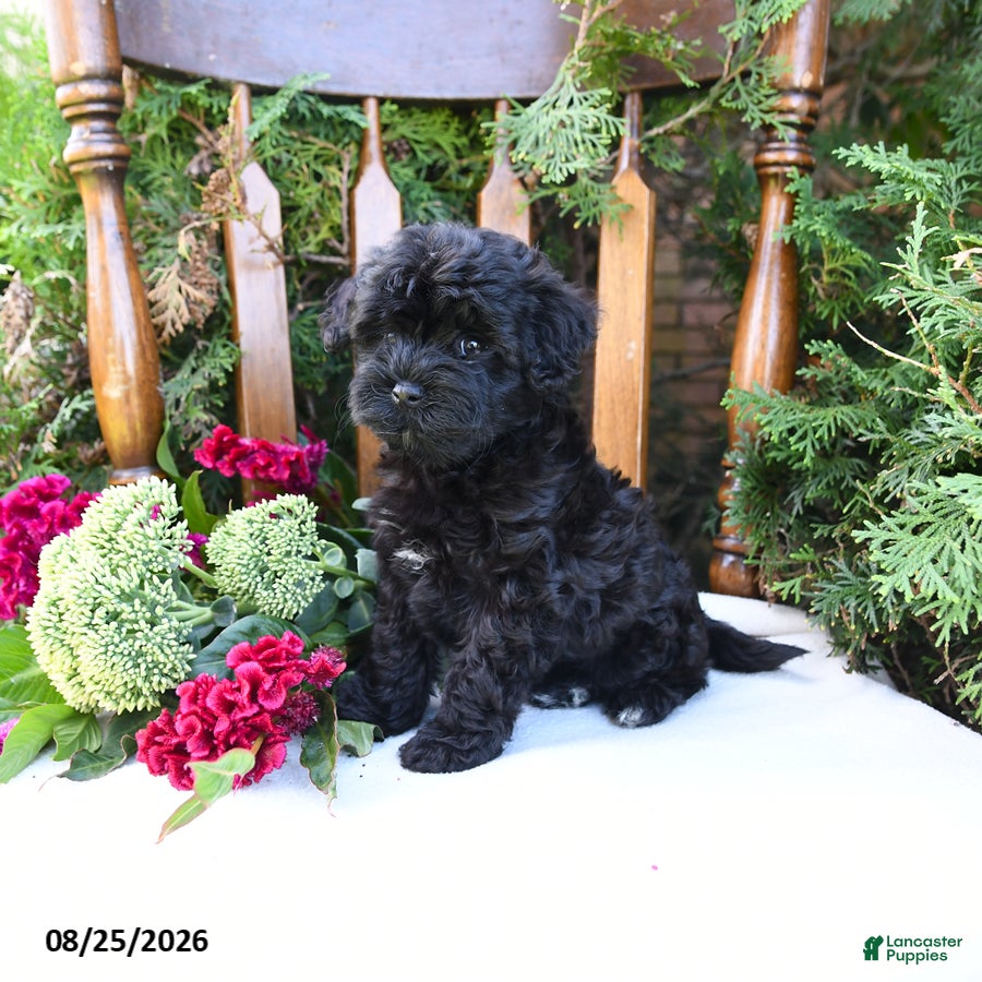 Havapoo dogs Zelda - Ad 1