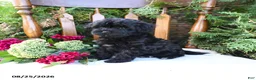 Havapoo dogs for sale: Zelda - Ad 1