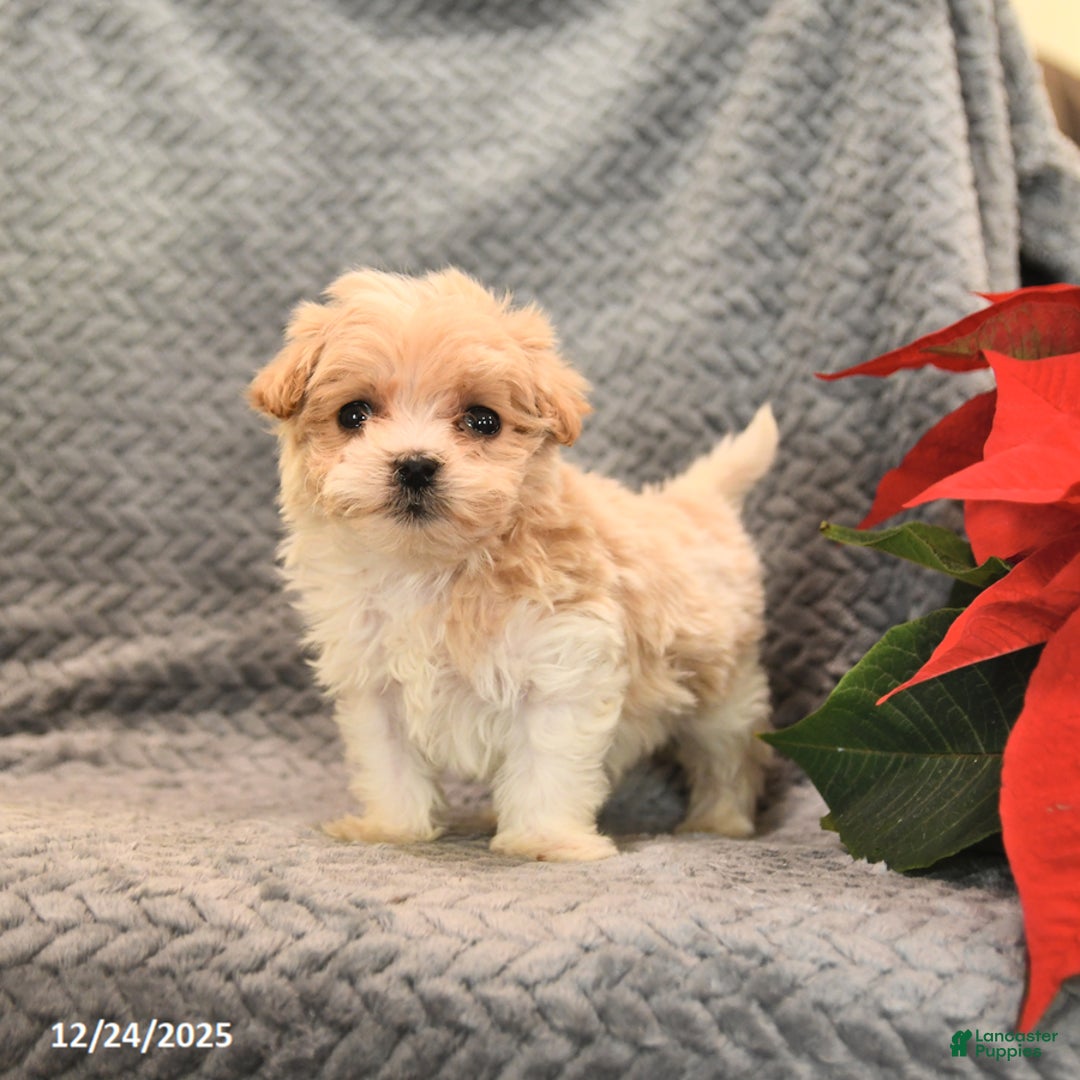 Maltipoo dogs for sale: Starburst - Ad 3