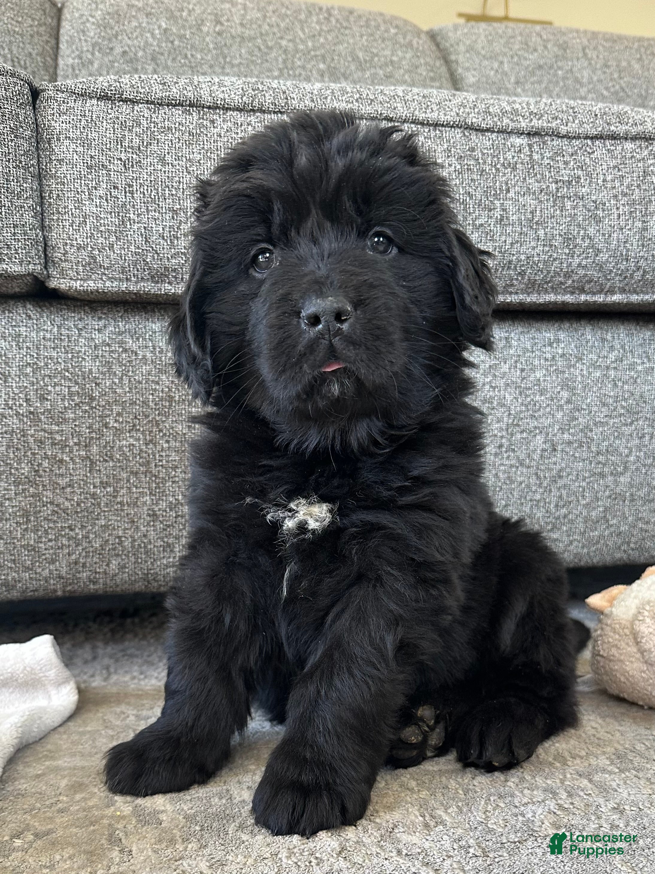Newfoundland dogs AKC,OFA,CH, “ Lillie”  - Ad 1