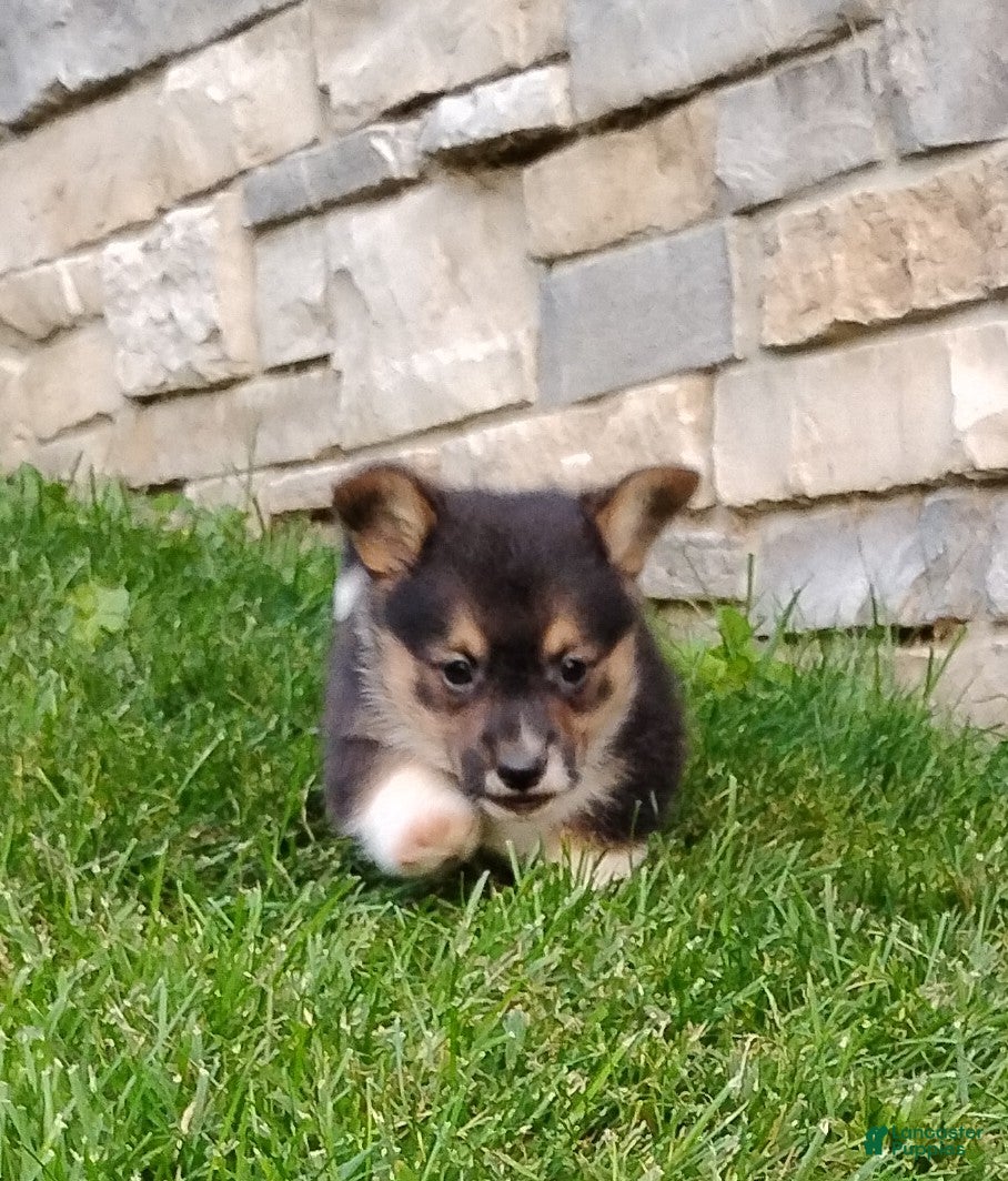 Welsh Corgi Pembroke dogs Welsh Corgi Pembroke 4 - Ad 2