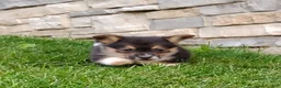 Welsh Corgi Pembroke dogs for sale: Welsh Corgi Pembroke 4 - Ad 2