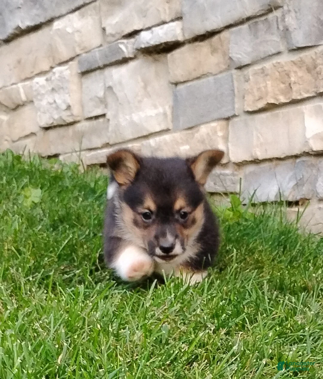 Welsh Corgi Pembroke dogs for sale: Welsh Corgi Pembroke 4 - Ad 2