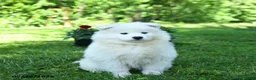 Samoyed dogs for sale: Popcorn - Ad 3
