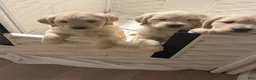 Golden Retriever dogs for sale: Oatmeal - Ad 3