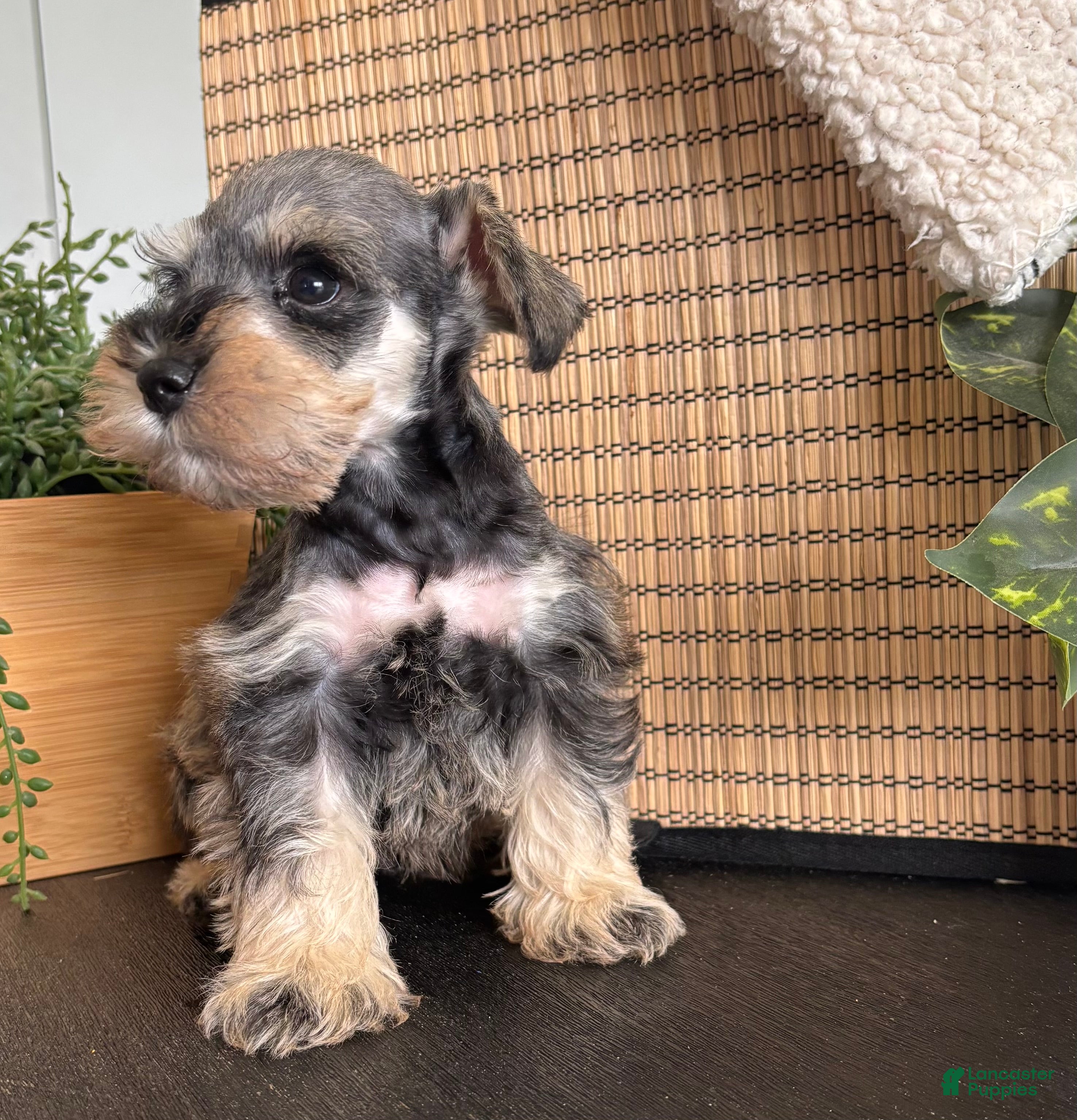 Miniature Schnauzer dogs Teddy - Ad 1