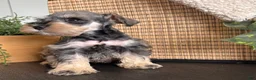 Miniature Schnauzer dogs for sale: Teddy - Ad 1