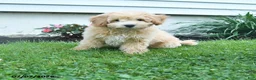 Bichpoo dogs for sale: Jade - Ad 1