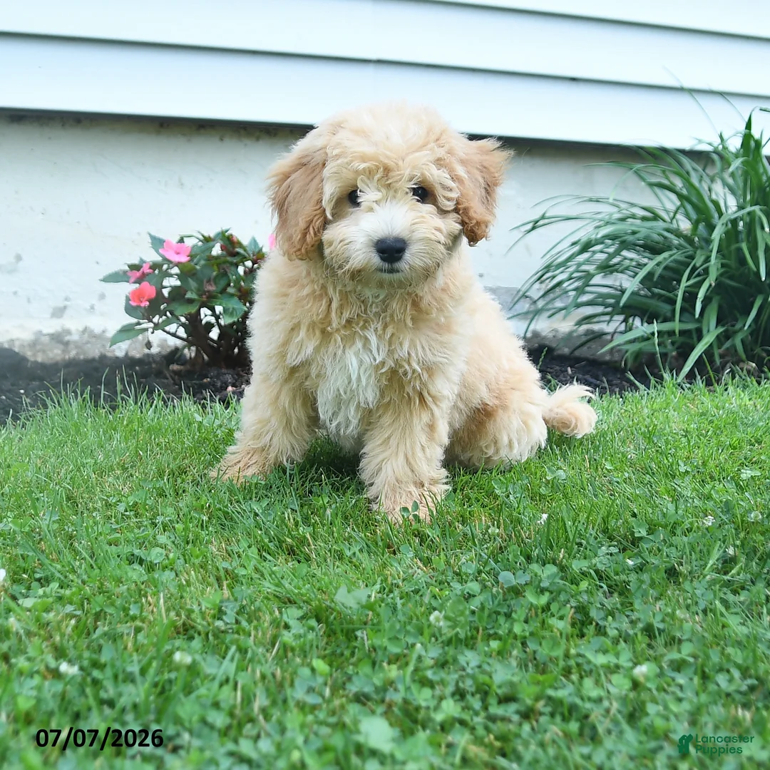 Bichpoo dogs for sale: Jade - Ad 1