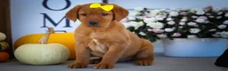 Labrador Retriever dogs for sale: NELLY - Ad 20