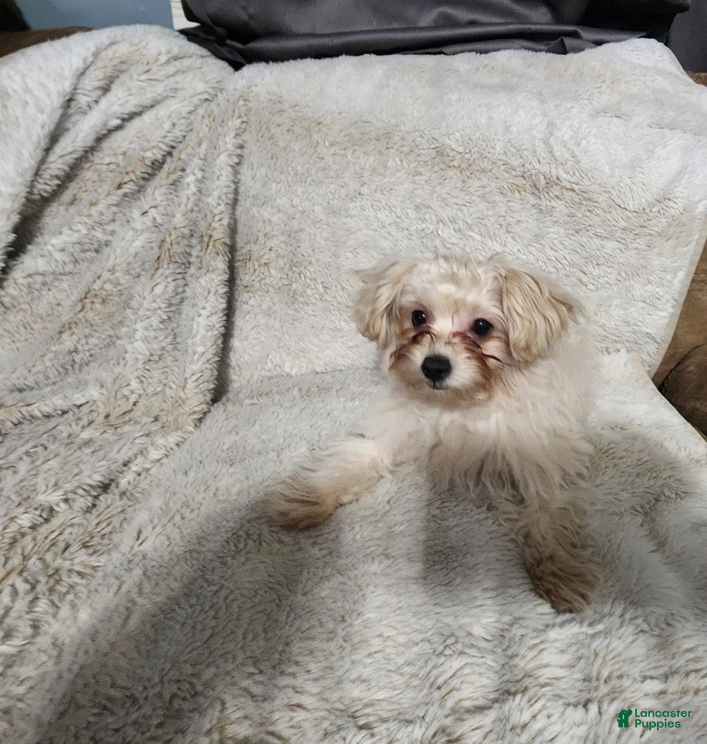 Pomapoo dogs Aubrey  - Ad 29