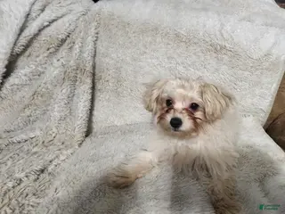 Pomapoo dogs Aubrey - Ad 29