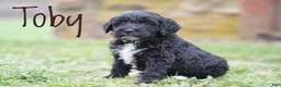 Portuguese Water Dog dogs for sale: Toby - Ad 4