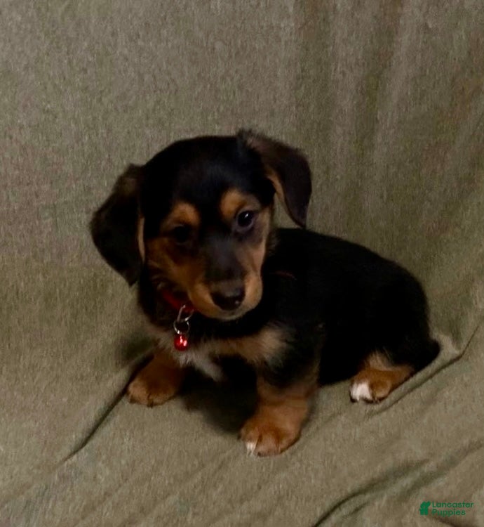 Mixed Breed dogs Griz - Ad 15