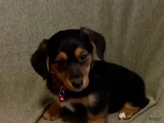 Mixed Breed dogs Griz - Ad 15