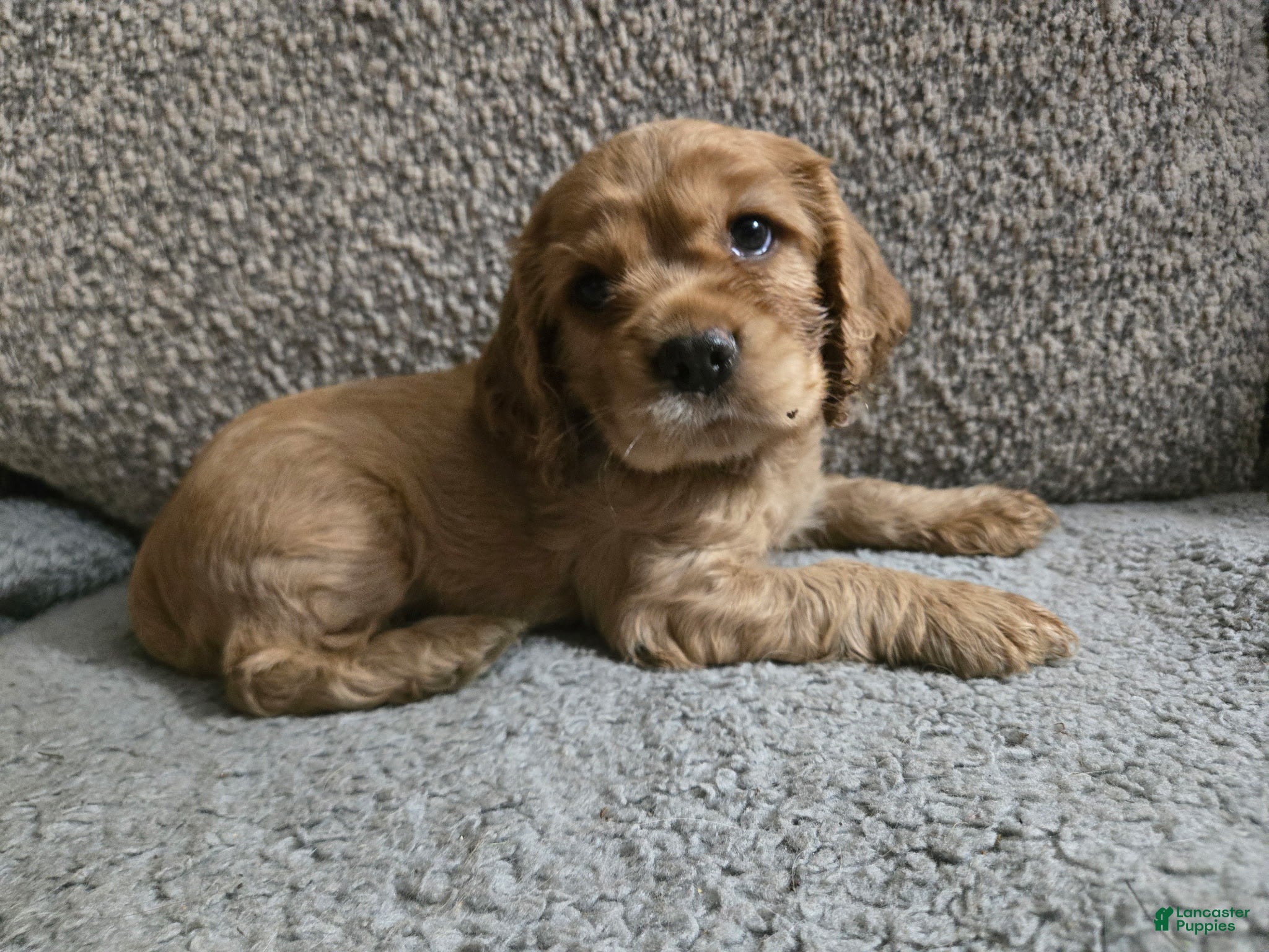 Cocker Spaniel dogs Zapp - Ad 13