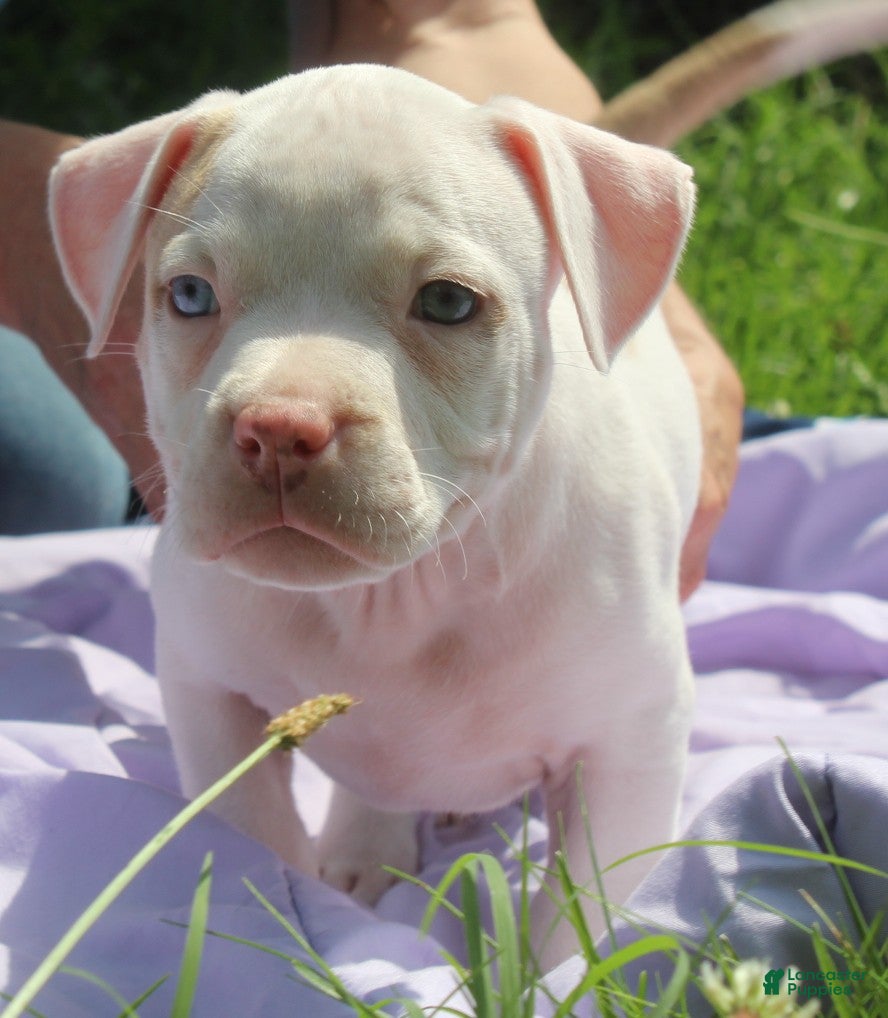 American Bully dogs Cookie - Ad 2