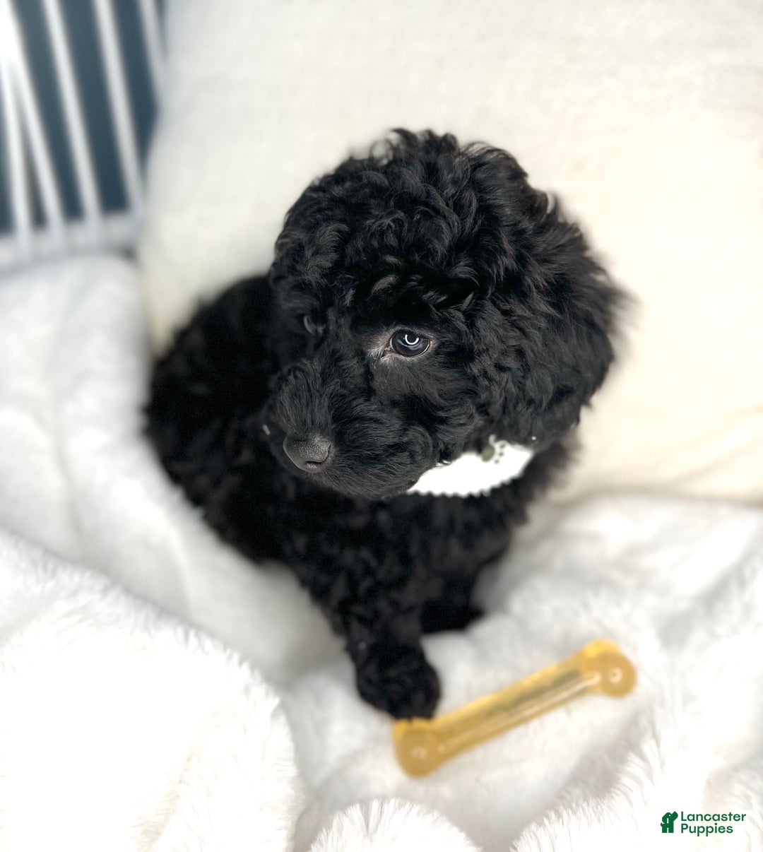 Toy Poodle dogs for sale: Toy Poodle Puppy 2 - Ad 12