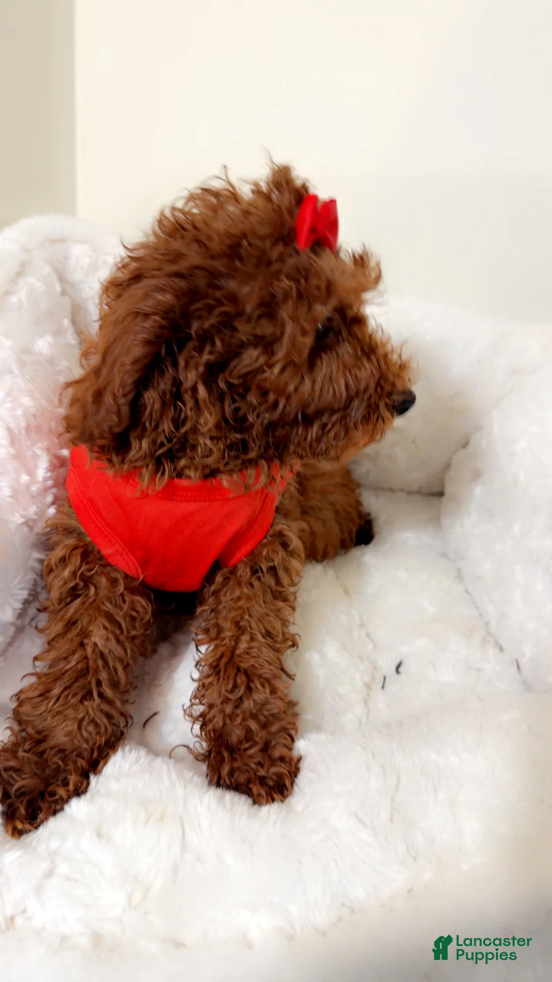 Cavapoo dogs for sale: Dakota  - Ad 2