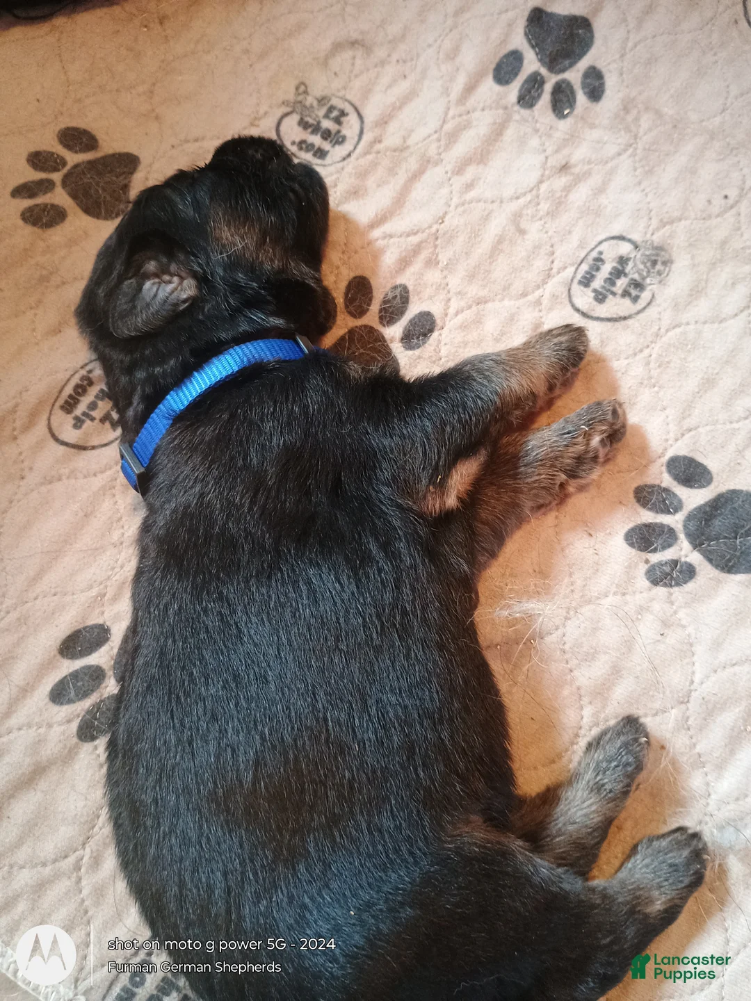 German Shepherd dogs for sale: German Shepherd 4 - Ad 1