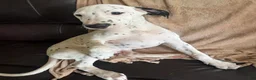 Mixed Breed dogs for sale: Miles - Ad 6