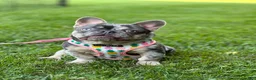 French Bulldog dogs for sale: Apollo - Ad 10