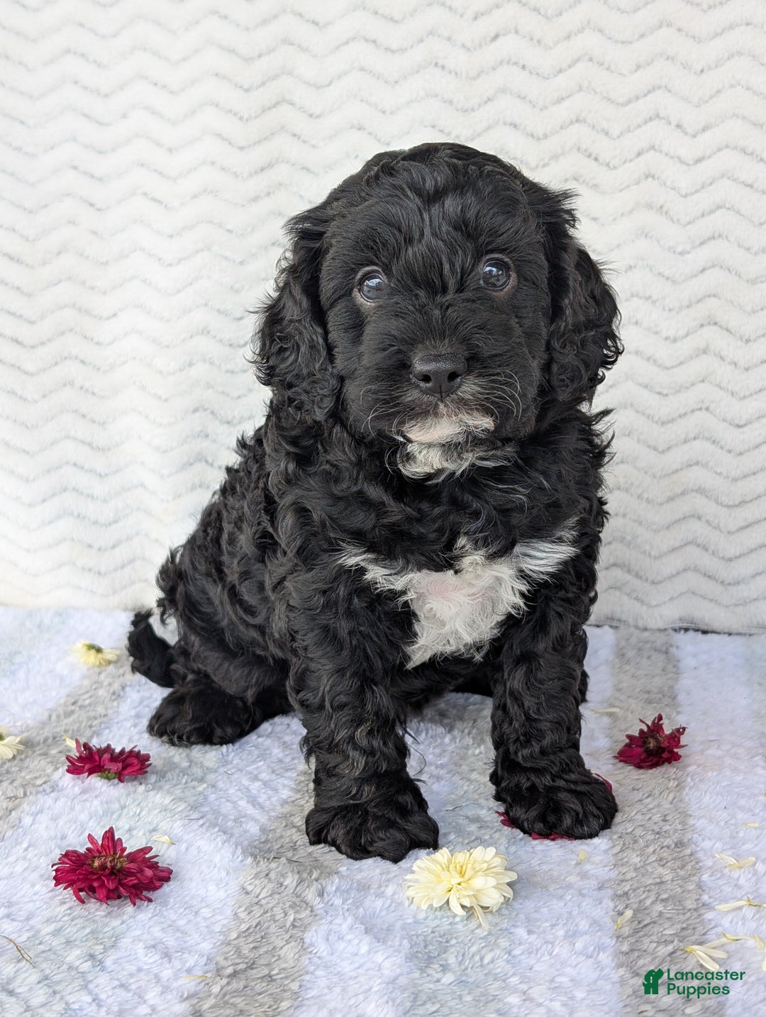 Cavapoo dogs for sale: Bodie - Ad 10