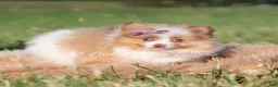 Pomeranian dogs for sale: Margo AKC - Ad 3