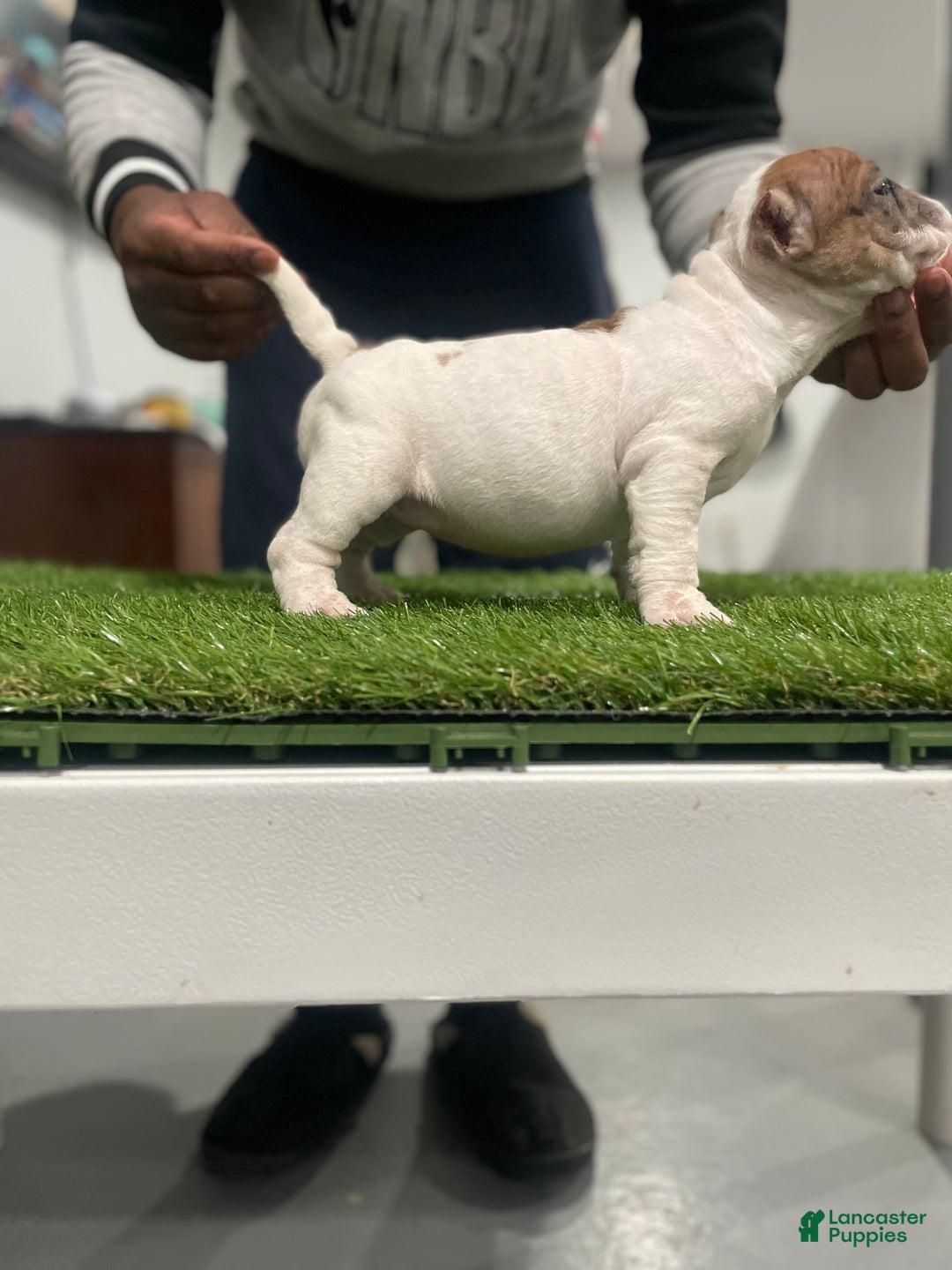 American Bully dogs for sale: Queen  - Ad 4