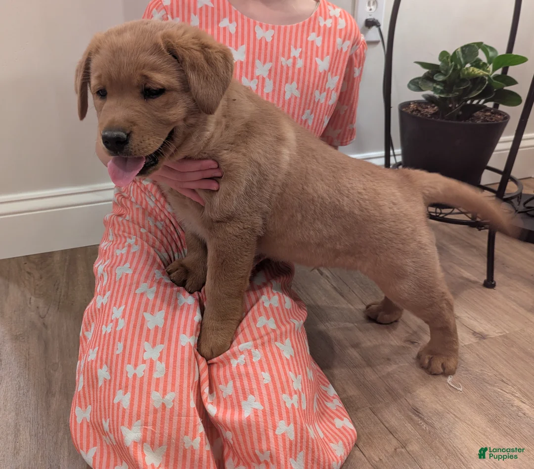 Labrador Retriever dogs for sale: Roscoe - Ad 2
