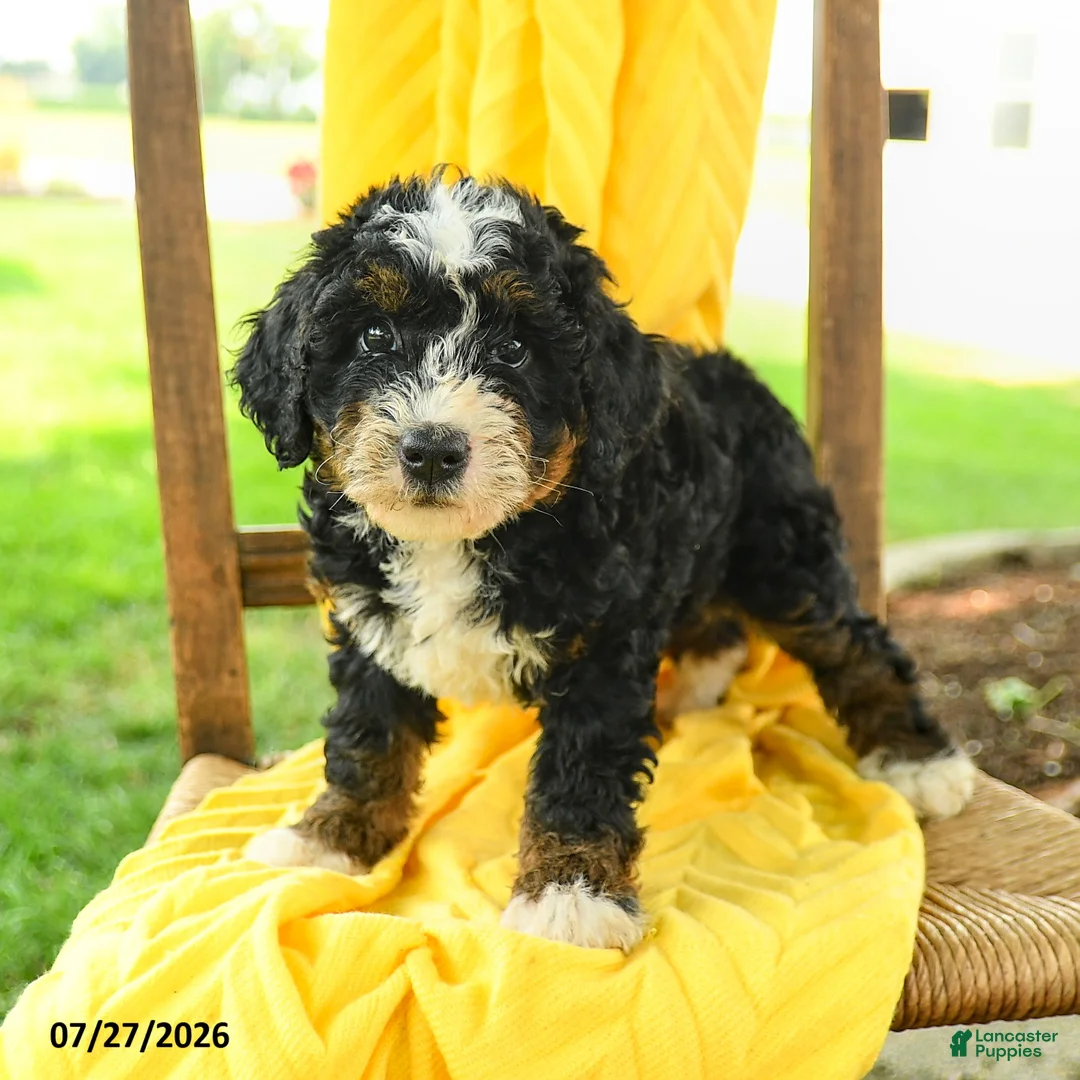 Mini Bernedoodle dogs for sale: Caroline - Ad 1