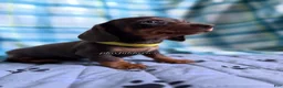 Miniature Dachshund dogs for sale: Smooth Coat Dachshund Male Puppy chocolate and tan - Ad 3