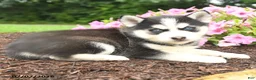 Pomsky dogs for sale: Edward - Ad 2