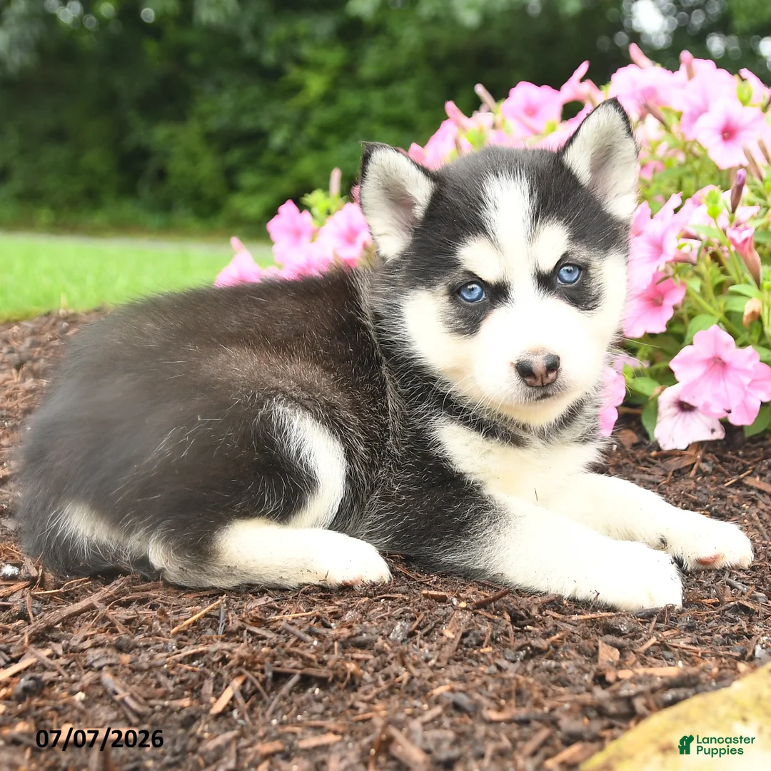 Pomsky dogs for sale: Edward - Ad 2