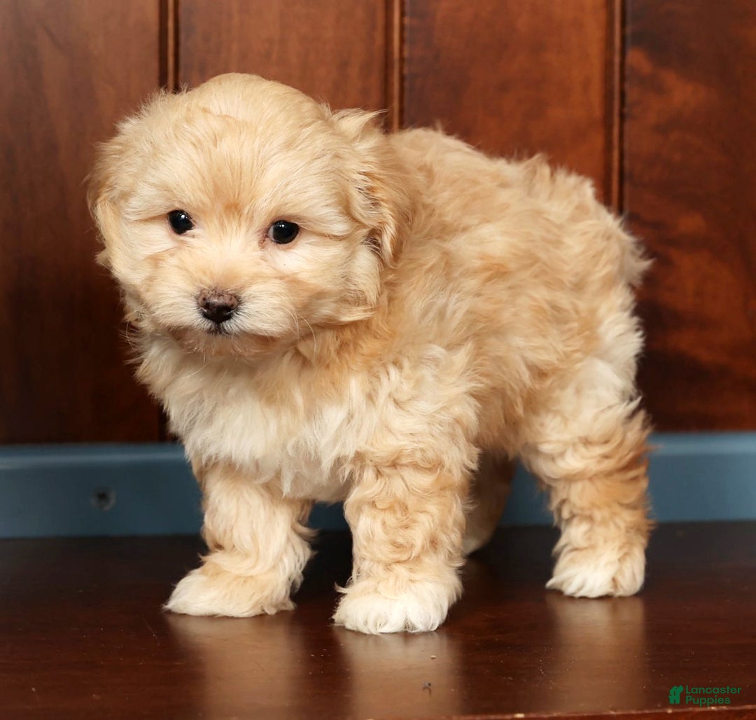 Pomapoo dogs for sale: Tinker - Ad 7