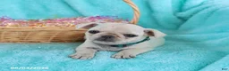 Pug dogs for sale: Brooke - Ad 5