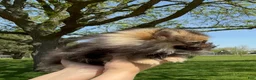 Pomeranian dogs for sale: Pomeranian Puppy Ruby - Ad 3