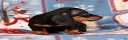 Miniature Dachshund dogs for sale: Harvey - Ad 9