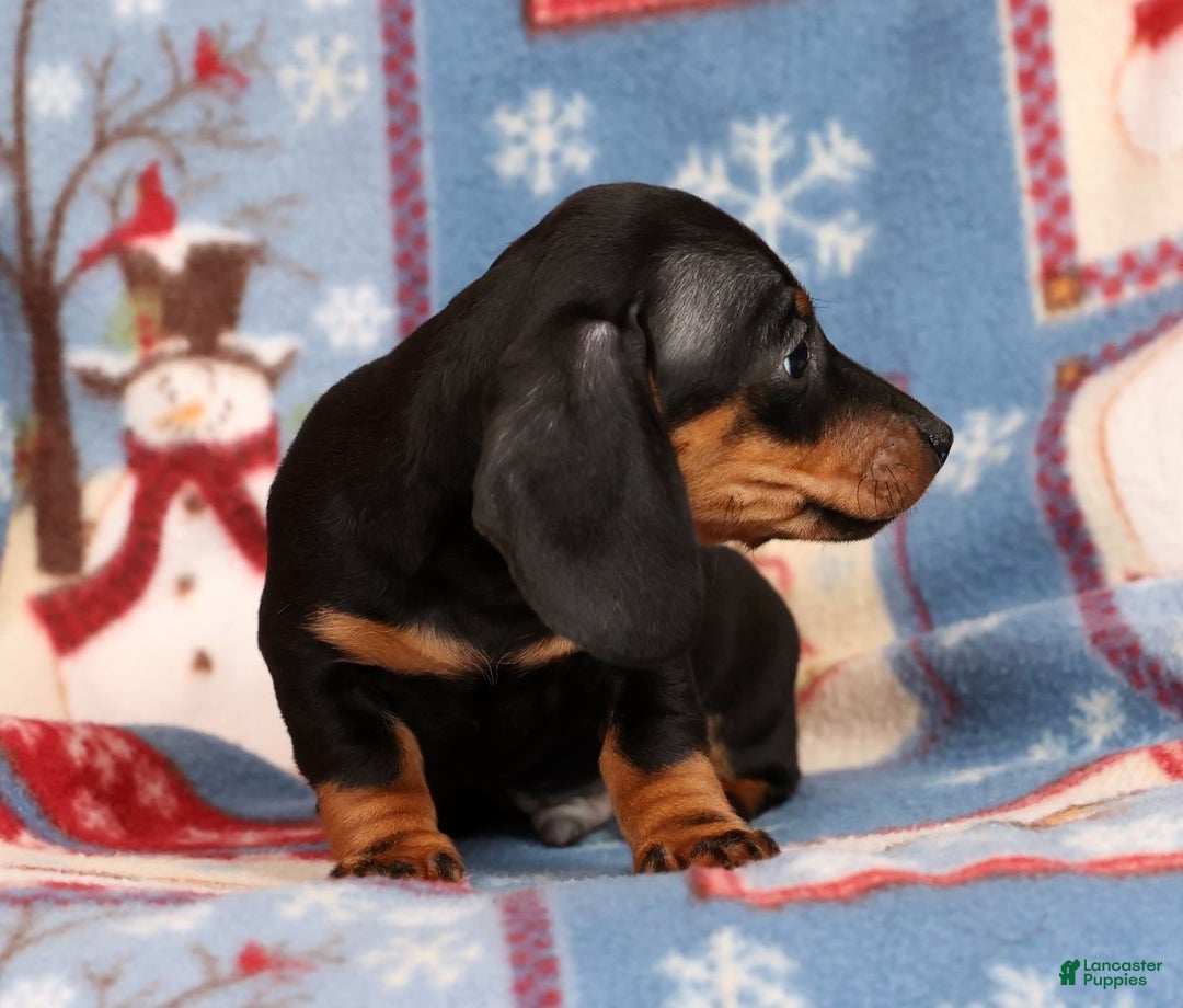 Miniature Dachshund dogs for sale: Harvey - Ad 9