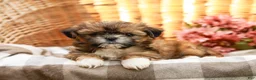 Shih Tzu dogs for sale: Andranella - Ad 5