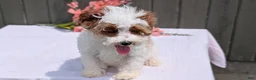 Cavapoo dogs for sale: Stella - Ad 5
