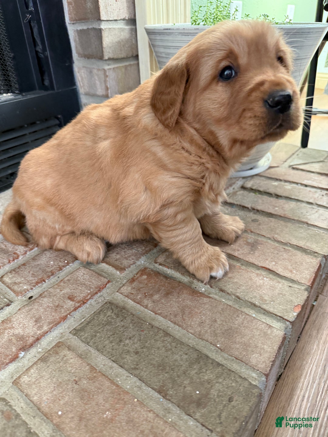 Golden Retriever dogs for sale: Sunny - Ad 12